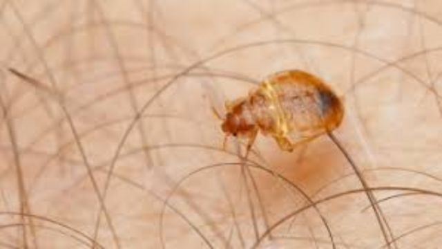 Bed Bug Invasion Strikes Virginia How 5 Cities Are Tackling the Problem