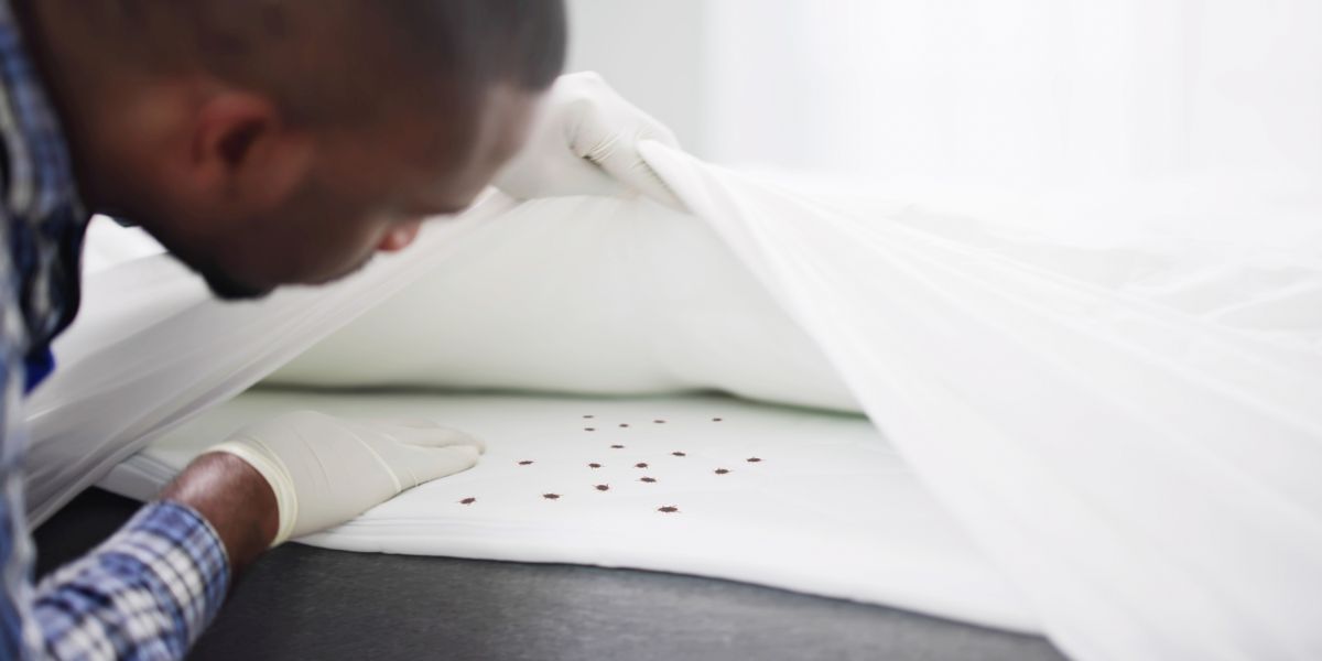 Bed Bug Invasion Strikes Virginia How 5 Cities Are Tackling the Problem