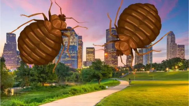 Bed Bug Outbreak in Texas How 5 Cities Are Fighting Back and Winning