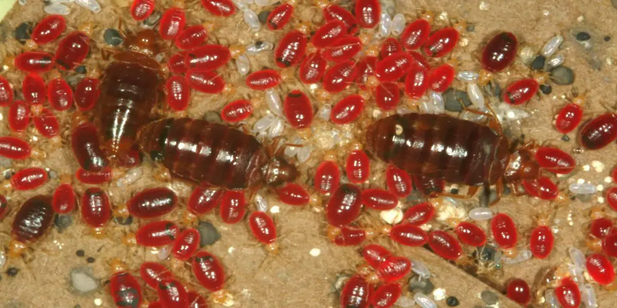 Bed Bug Outbreak in Texas How 5 Cities Are Fighting Back and Winning