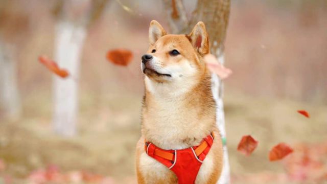 Breaking News Shiba Inu Burns 300M SHIB Tokens, Team Confirms