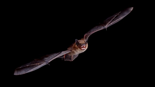 California Teacher Dies From Rare, 99.9% Fatal Infection After Touching Bat in Her Classroom