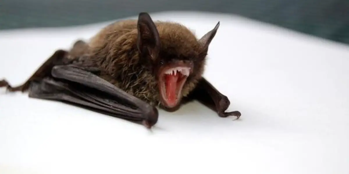 California Teacher Dies From Rare, 99.9% Fatal Infection After Touching Bat in Her Classroom