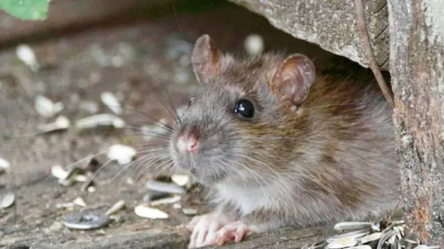 Four Pennsylvania Cities Named Among the Worst for Rat Infestations in America