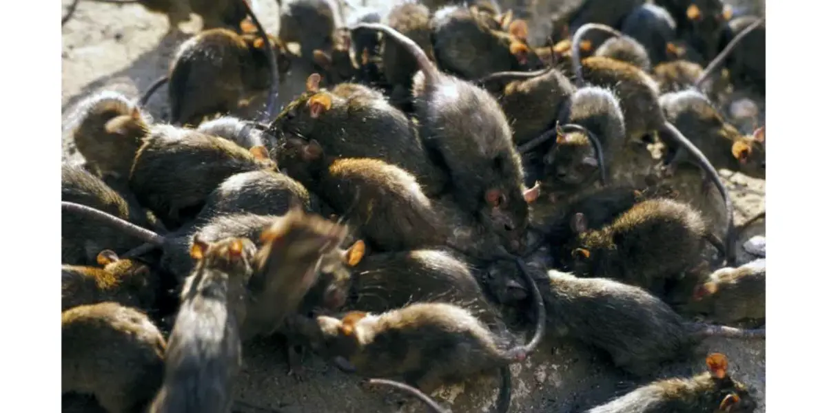 Four Pennsylvania Cities Named Among the Worst for Rat Infestations in America