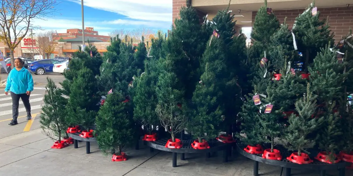 Good News for Holiday Shoppers No Major Price Hikes on Christmas Trees