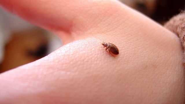 Iowa Faces Bed Bug Challenges How 5 Cities Are Tackling the Problem