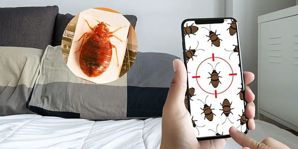 Iowa Faces Bed Bug Challenges How 5 Cities Are Tackling the Problem