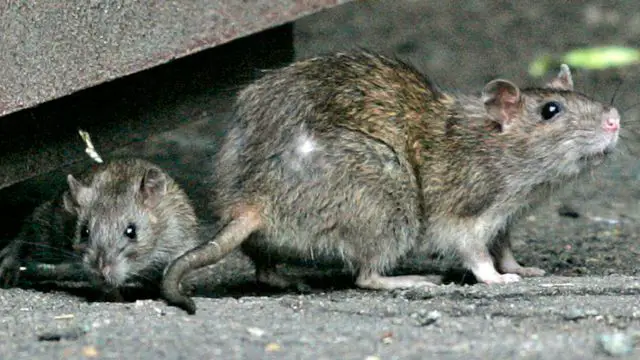 Is Cincinnati the Worst for Rats 4 Cities Make U.S. List of Infestations