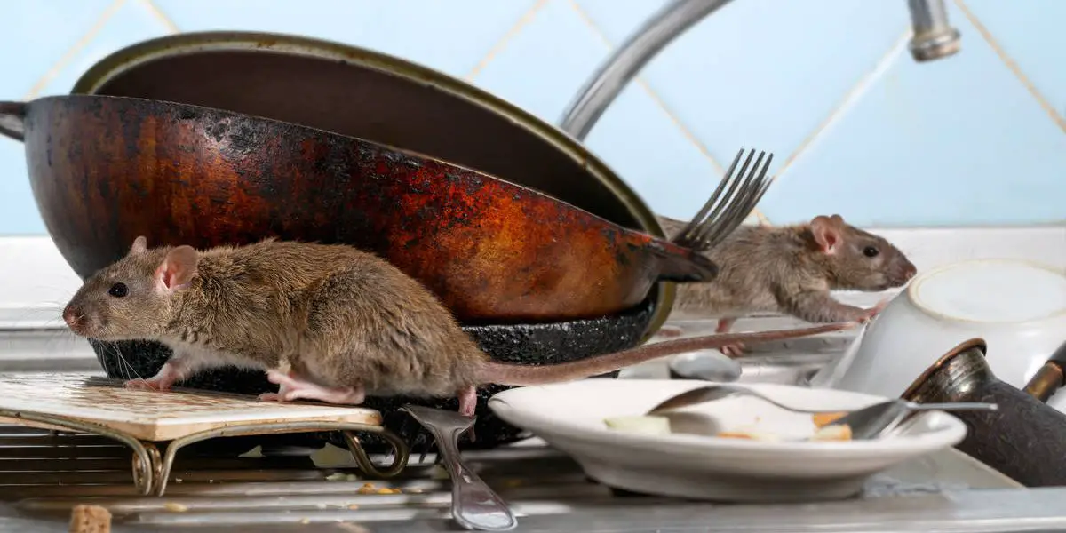 Is Cincinnati the Worst for Rats? 4 Cities Make U.S. List of Infestations