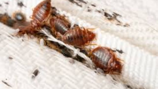 Mississippi's Bed Bug Problem 5 Cities Taking Action to Combat the Insect Invasion