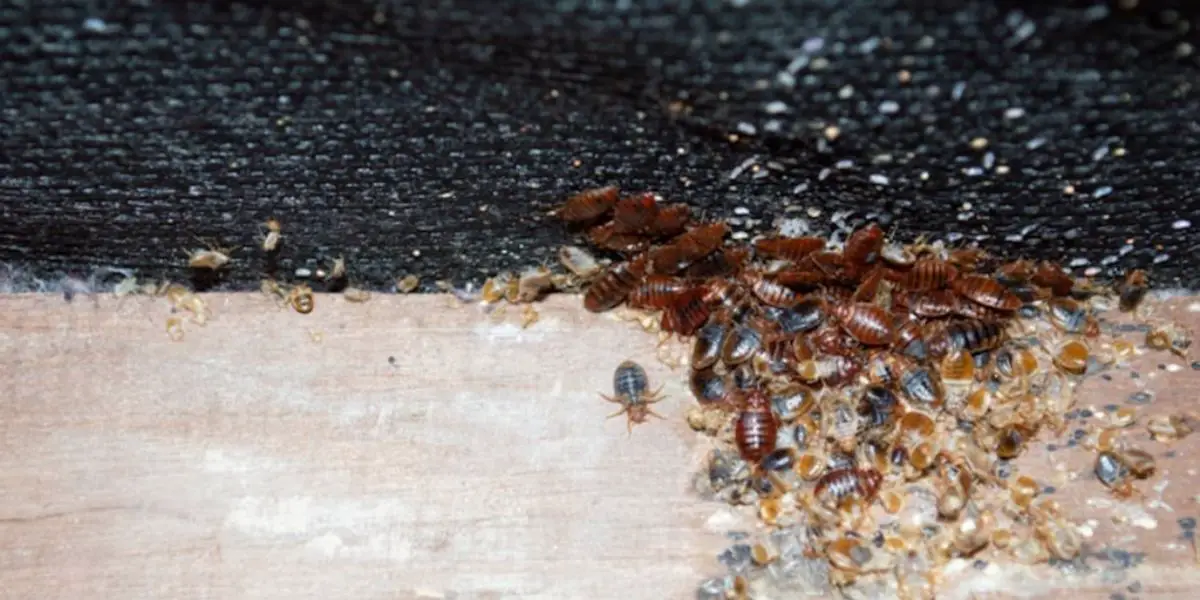 Mississippi's Bed Bug Problem 5 Cities Taking Action to Combat the Insect Invasion