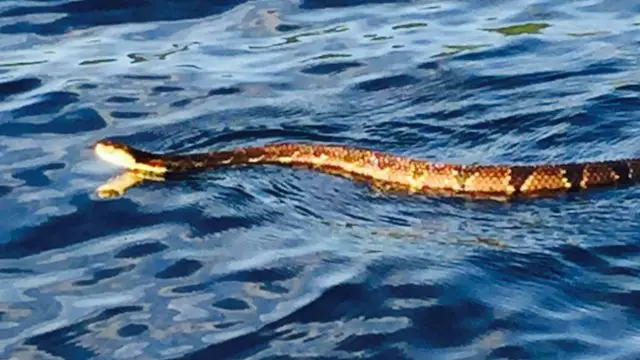 Three Swimming Snakes Spotted in New York: What’s Behind the Sighting?