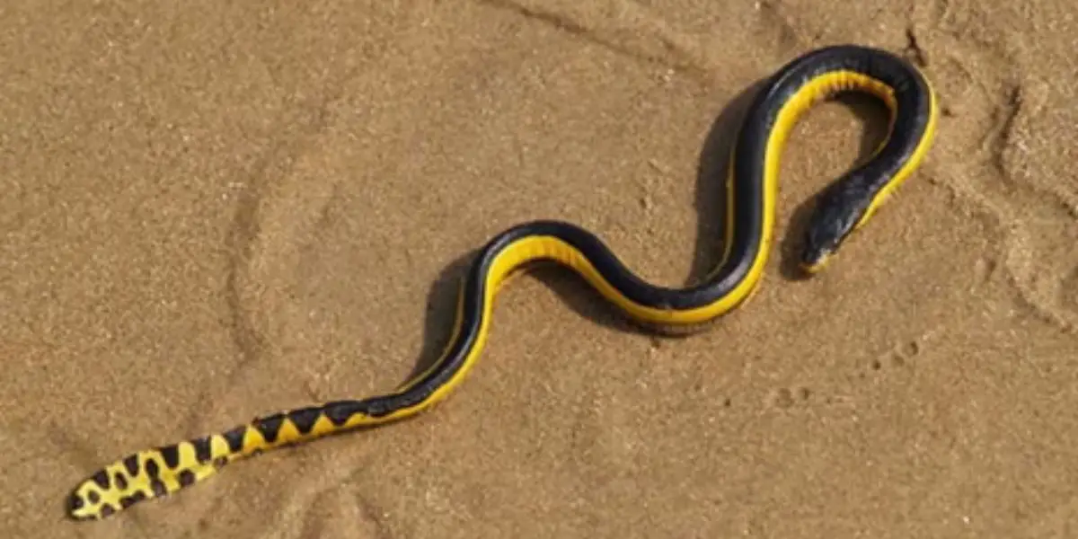 Three Swimming Snakes Spotted in New York What’s Behind the Sighting