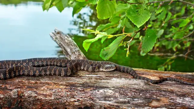 Trouble 3 Ohio Cities Struggling with Snake Infestations in the Last 6 Months