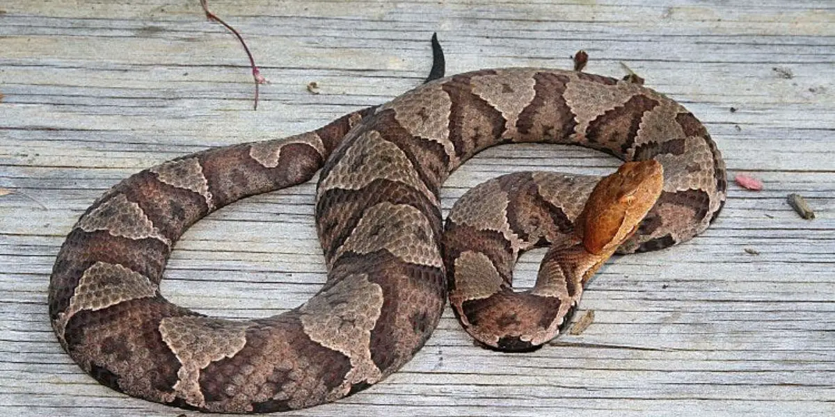 Trouble 3 Ohio Cities Struggling with Snake Infestations in the Last 6 Months