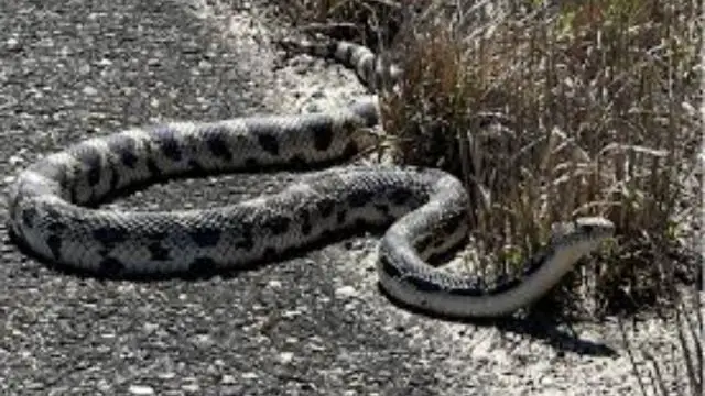 Trouble in New Jersey 3 Counties Facing Snake Infestations Over the Last 6 Months