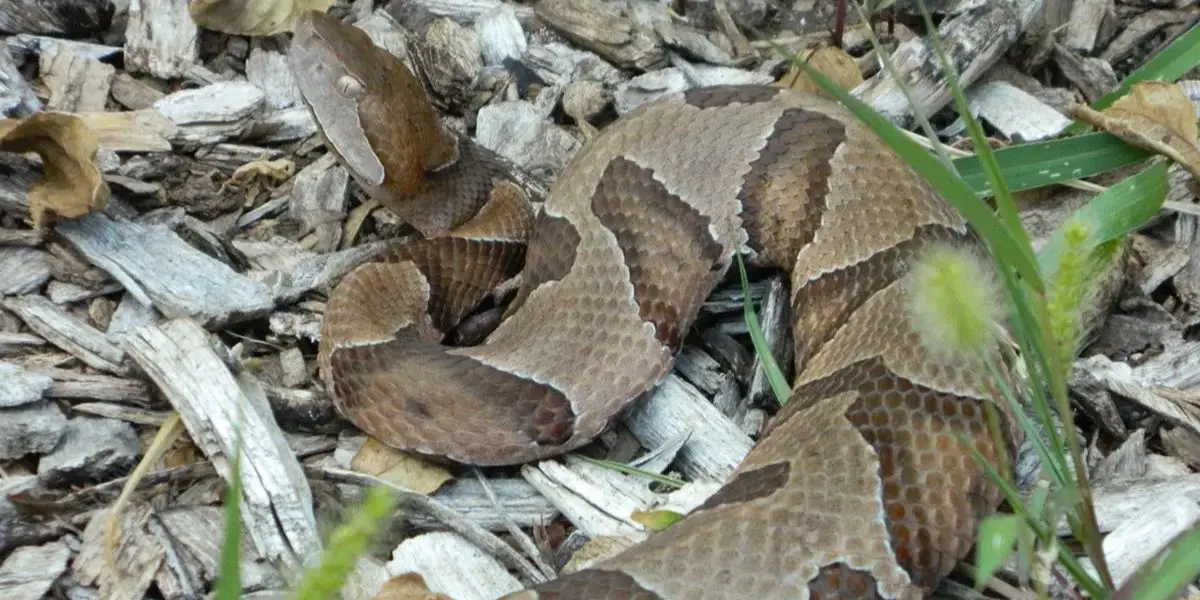 Trouble in New Jersey 3 Counties Facing Snake Infestations Over the Last 6 Months