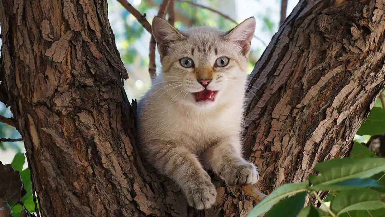 Cordele Teams Join Forces to Save Cat Stuck in Tree for 4 Days!