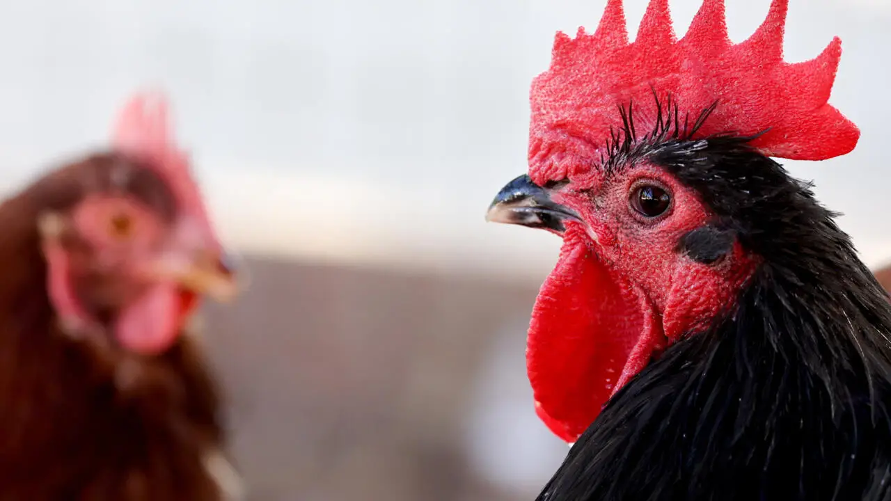 What the Bird Flu Could Mean for Stimulus Checks? Is Another Round Coming in 2025?