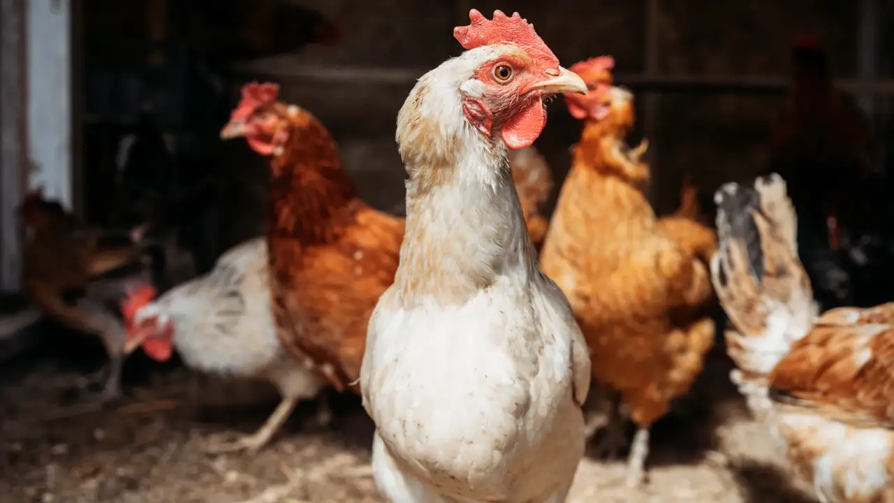 What the Bird Flu Could Mean for Stimulus Checks? Is Another Round Coming in 2025?