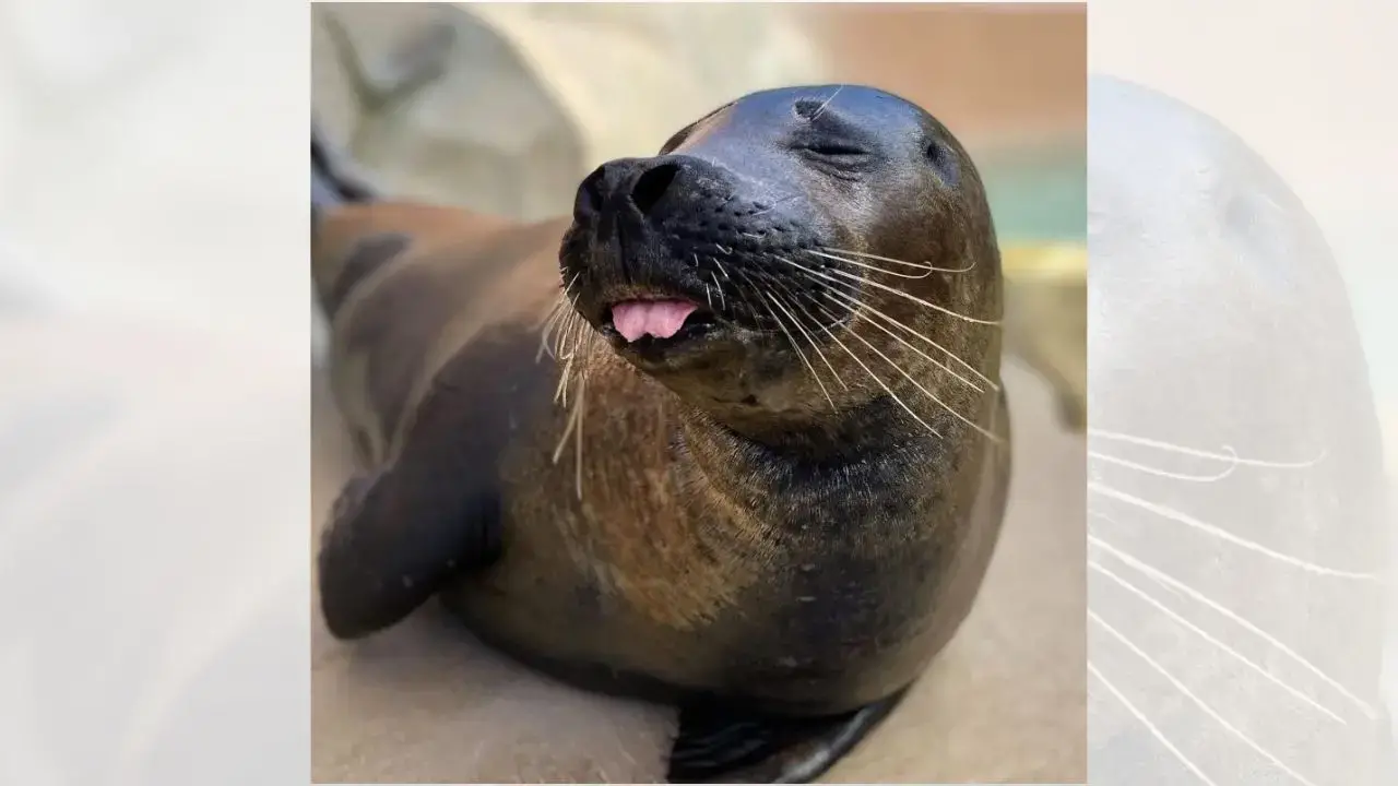 Heartbreaking: Lincoln Park Zoo Loses Seal and Flamingo to Bird Flu Outbreak