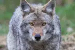 Dangerous Encounters: Coyotes Cause Chaos in Illinois Neighborhoods!