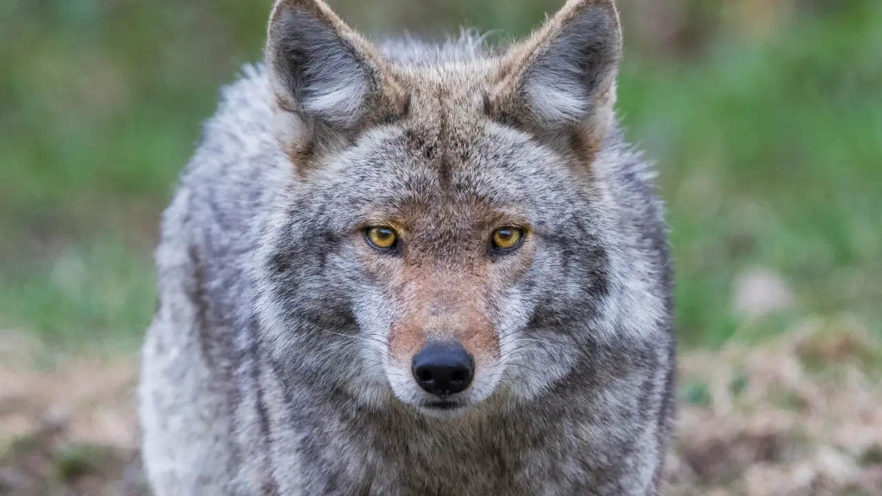 Dangerous Encounters: Coyotes Cause Chaos in Illinois Neighborhoods!