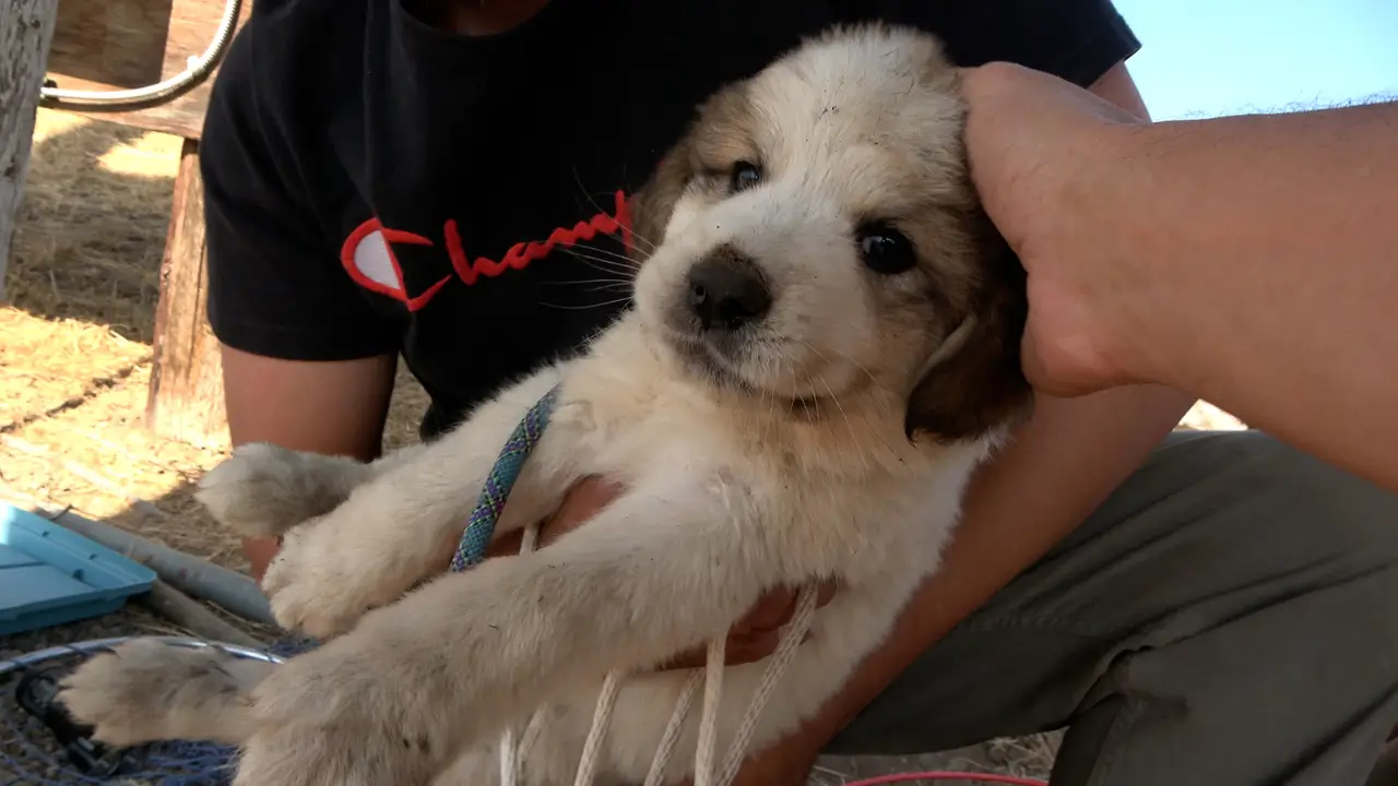 California Rescuer’s 10-Hour Journey to Oregon to Save Trapped Puppy Touches Hearts!