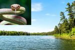 Beware 11 Snake-Infested Lakes in New Jersey You Should Think Twice Before Visiting