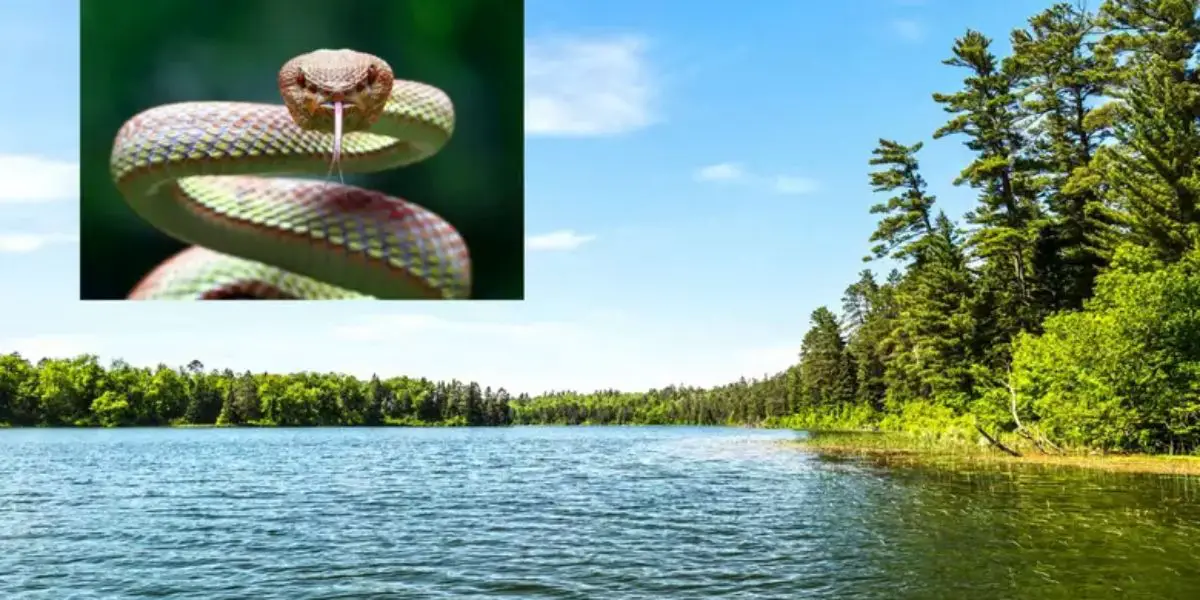 Beware: 11 Snake-Infested Lakes in New Jersey You Should Think Twice Before Visiting