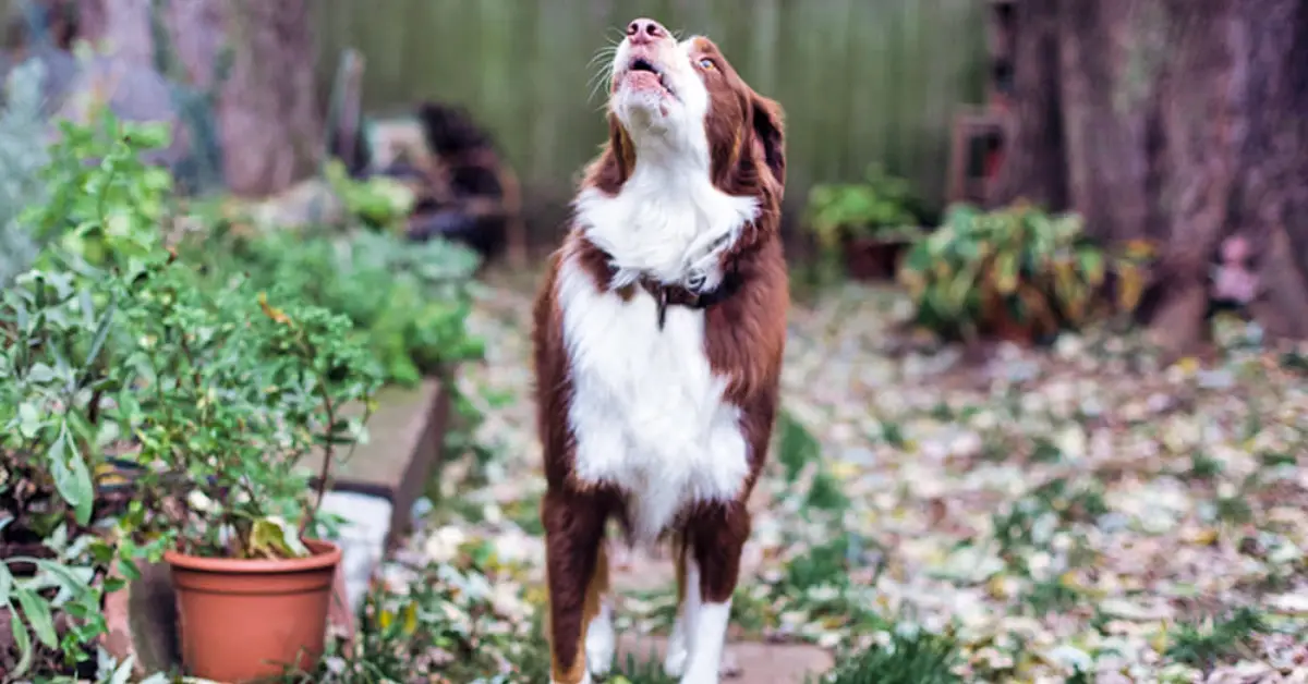 Maine’s Controversial Dog Barking Bill: Will Pet Owners Be Penalized?