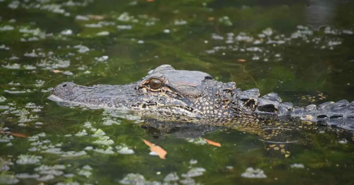 Swamp Tour: Gators Are Not Just Scary Animals in The Swamps!