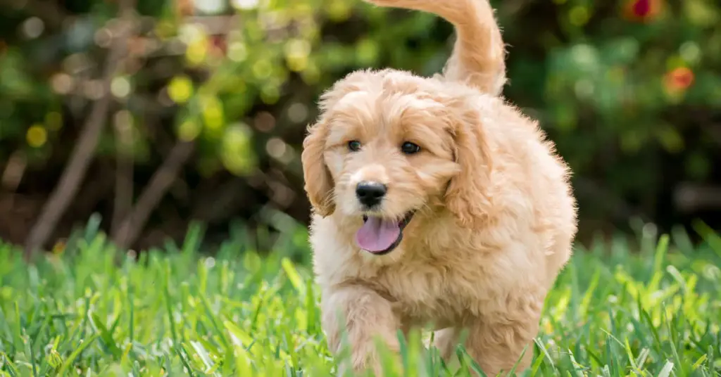 Energetic Goldendoodle-Labradoodle Mix Puppy Needs a Forever Home in Florida