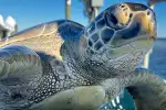 Surge in Cold-Stunned Turtles on Florida Beaches Sparks Urgent Rescue Efforts