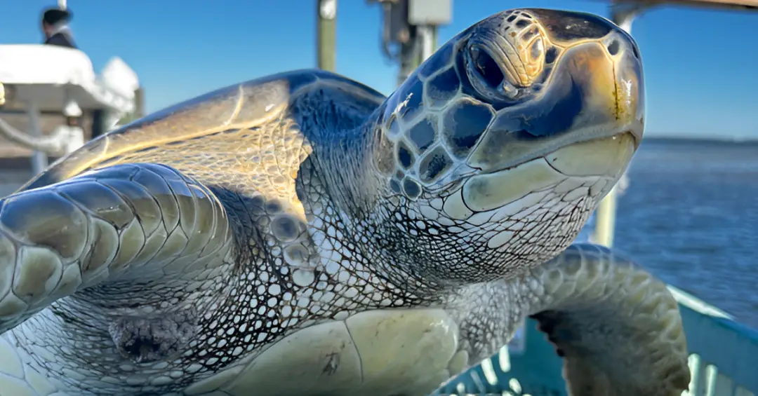 Surge in Cold-Stunned Turtles on Florida Beaches Sparks Urgent Rescue Efforts