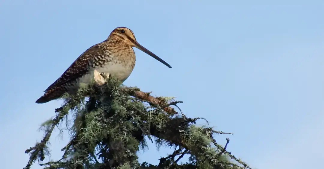 The Weird Sounds You Are Hearing Could Be Spring Birds!