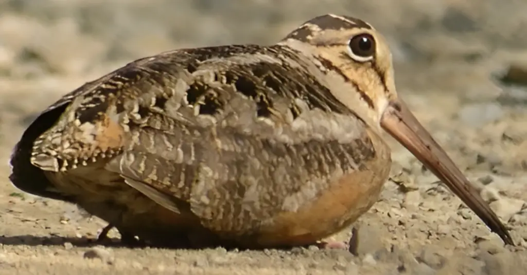 The Weird Sounds You Are Hearing Could Be Spring Birds