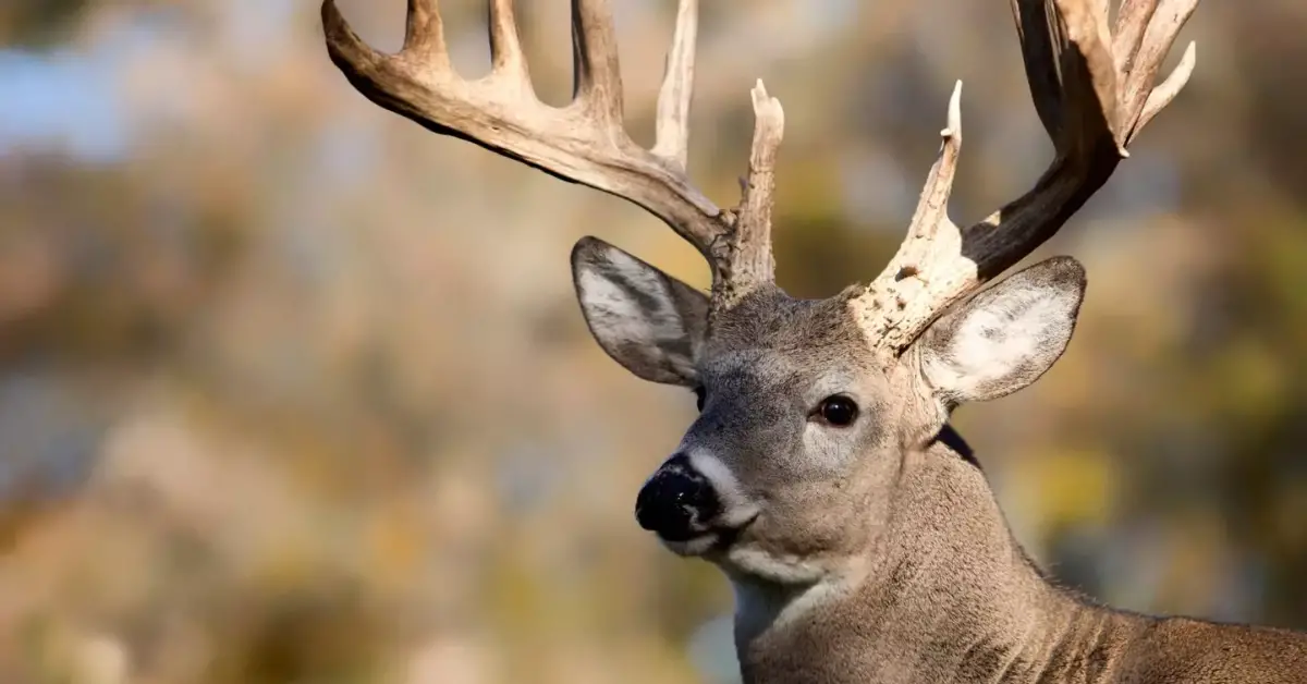 Iowa Deer Collision: The Rules on Keeping the Meat After an Accident!