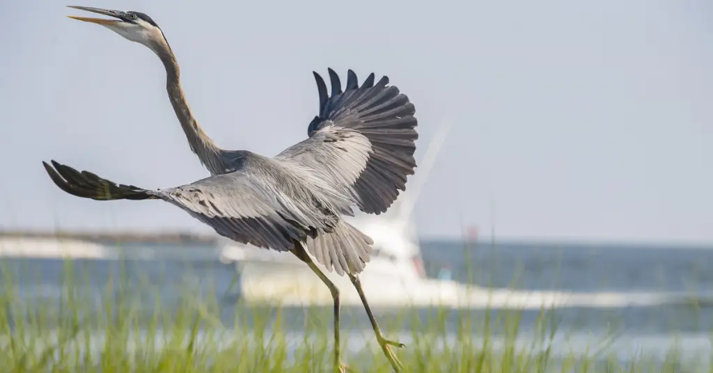 5 Reasons Alabama’s Coastal Habitats Are Perfect for Birdwatching Enthusiasts