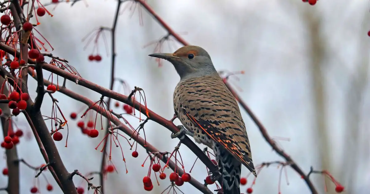 5 Reasons Alabama’s Coastal Habitats Are Perfect for Birdwatching Enthusiasts