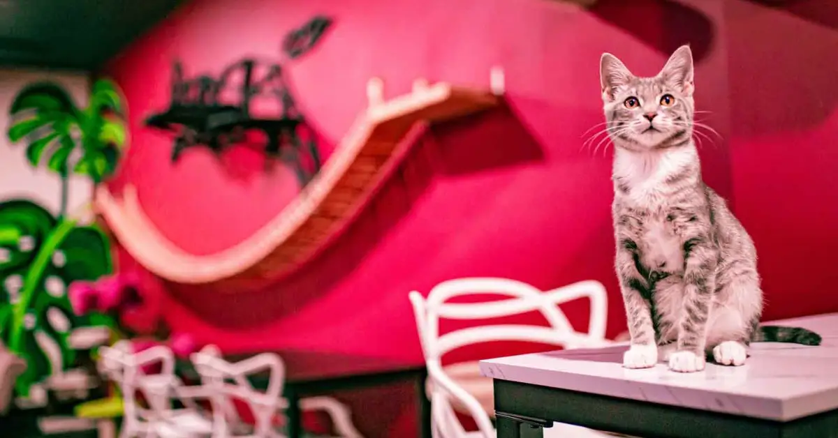 Discover the Illinois Cat Cafe Where You Can Adopt Kitties and Enjoy Free Gaming