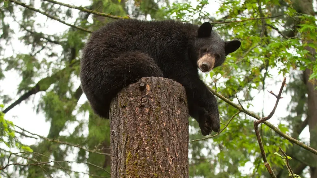 3 Bear Cubs Found Crying Alone—Sullivan County Responds with Swift Action