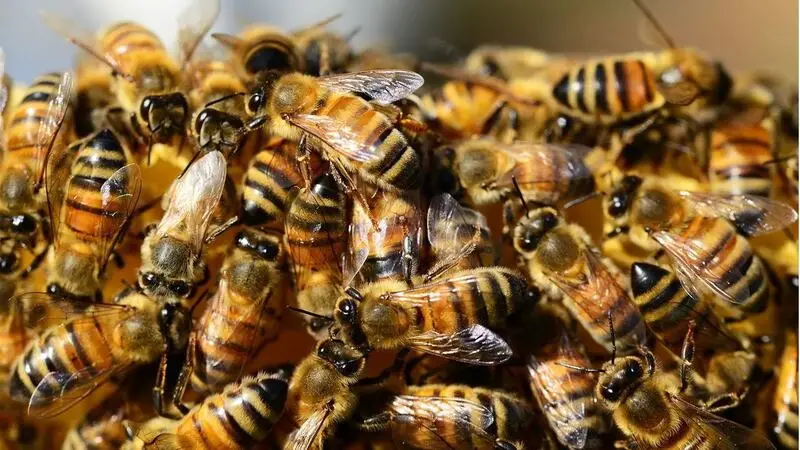 Texas Man Stung To Death By Swarm Of Bees While Mowing Lawn
