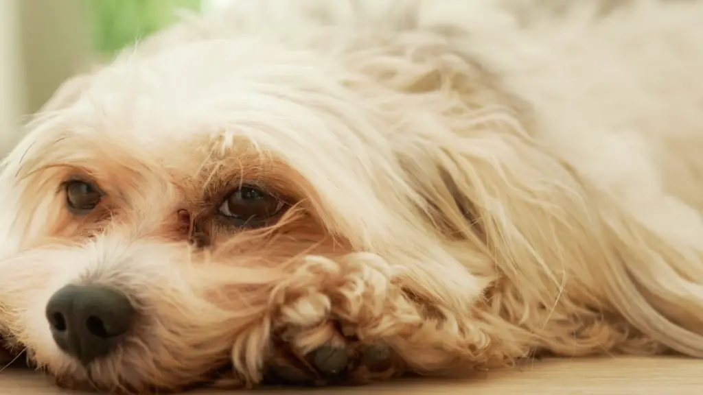 Neglected Dog Found on School Grounds Undergoes Complete Recovery and Gets Adopted