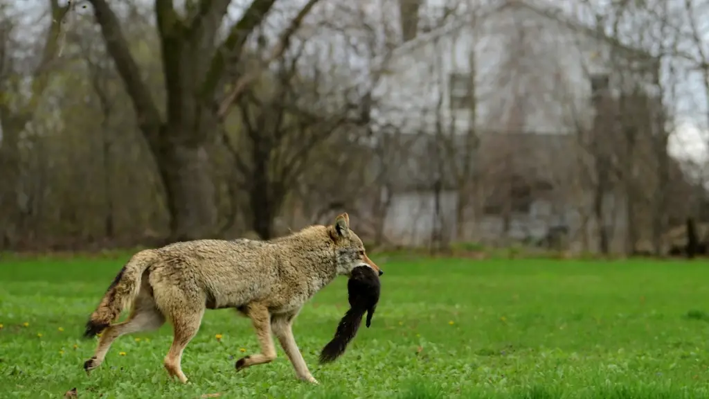 New Law Lets Missouri Landowners Hunt Coyotes at Night Without Special Permit