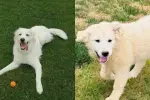 Neglected Dog Found on School Grounds Undergoes Complete Recovery and Gets Adopted