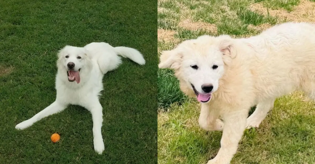 Neglected Dog Found on School Grounds Undergoes Complete Recovery and Gets Adopted