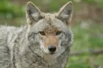 New Law Lets Missouri Landowners Hunt Coyotes at Night Without Special Permit