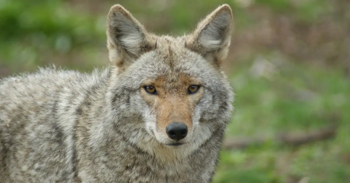 New Law Lets Missouri Landowners Hunt Coyotes at Night Without Special Permit